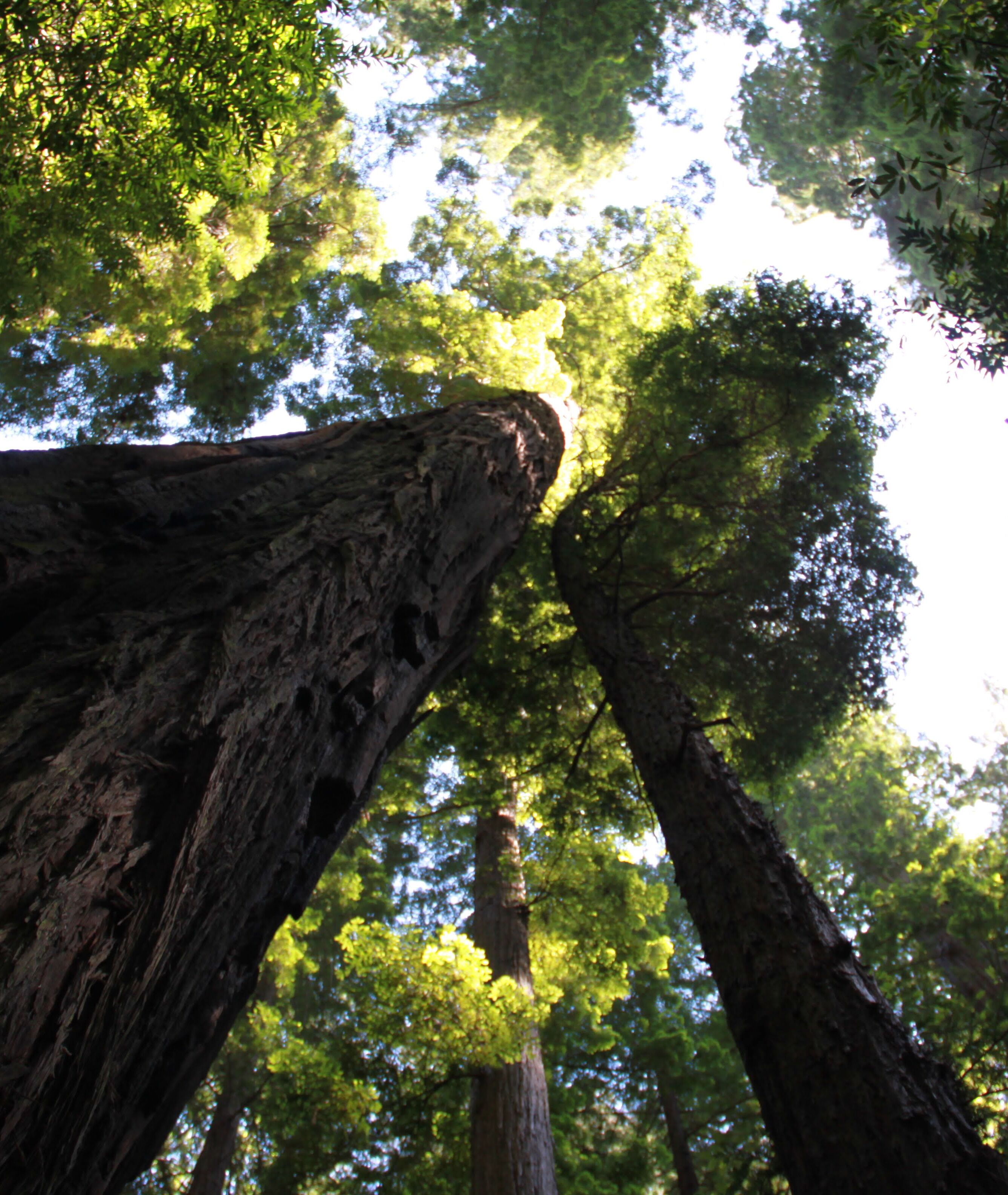 A view looking up the trunks of massive redwood trees toward a bright overcast sky framed by a canopy of green foliage.