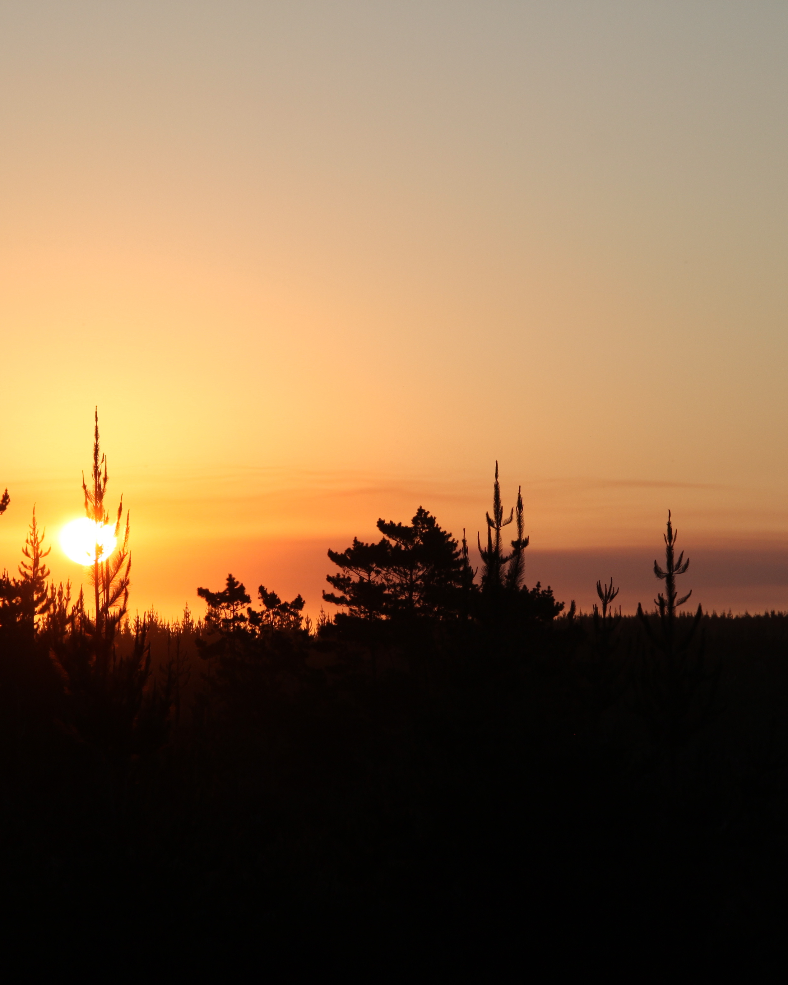 A warm sunset glows behind a low silhouetted treeline, orange light spilling across the lower sky and softening to muted lavender above.