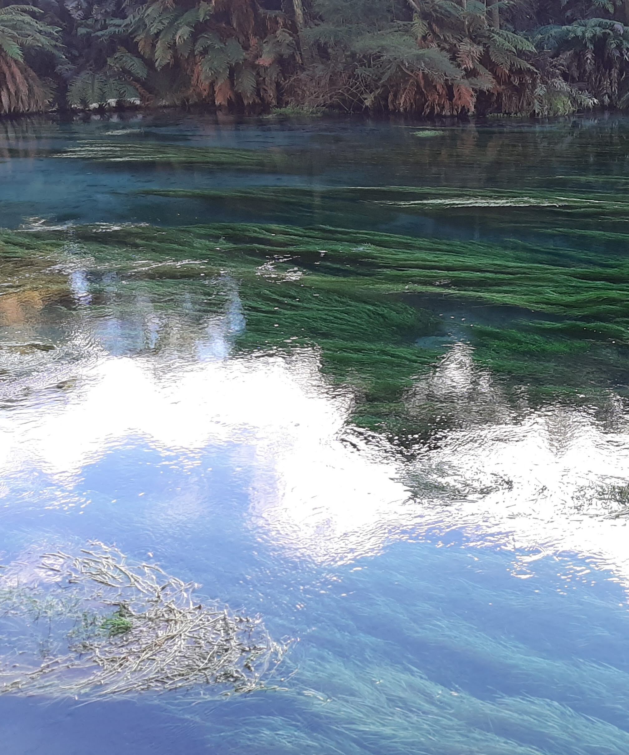 A pristine alpine lake with turquoise water reflecting the forest canopy above; mirror-like surface between towering trees.
